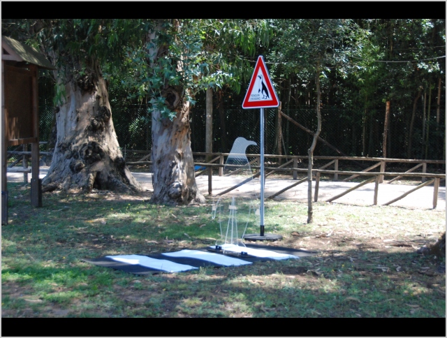 penguin crossing in Villa